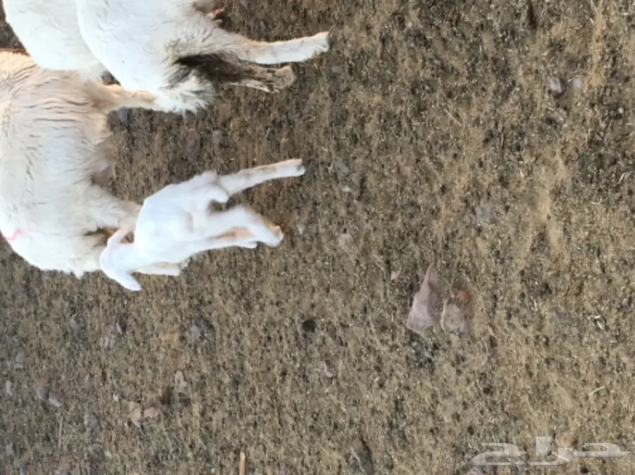 نعجة تحتها خروف عمره اسبوع  وسنها سدس  (image 2)