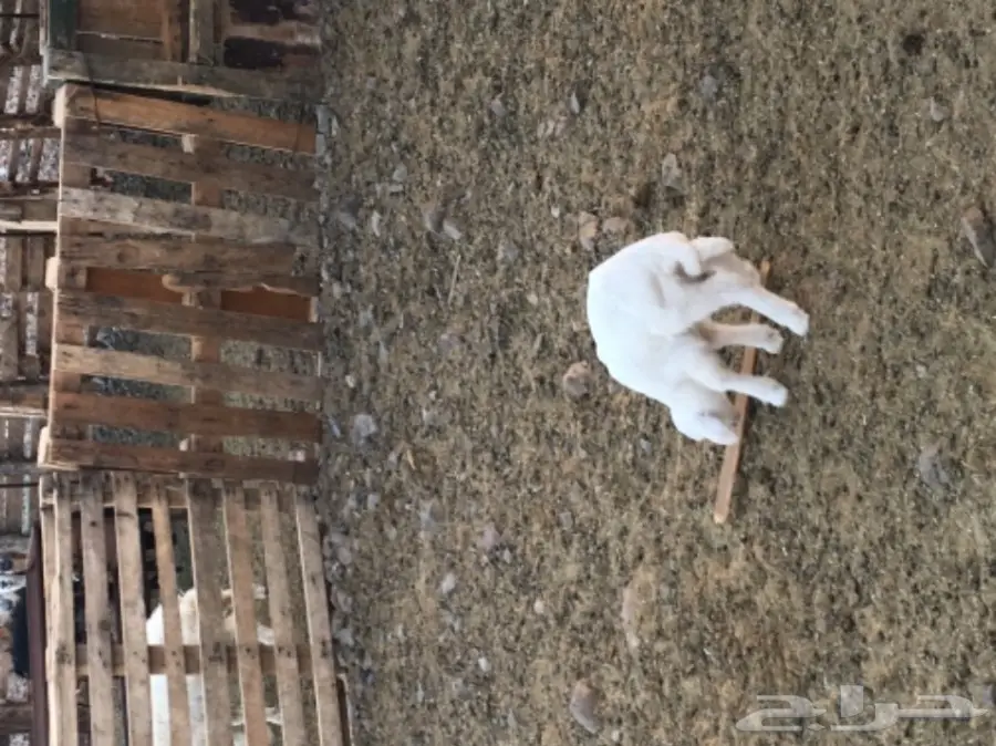 نعجة تحتها خروف عمره اسبوع  وسنها سدس  (image 3)