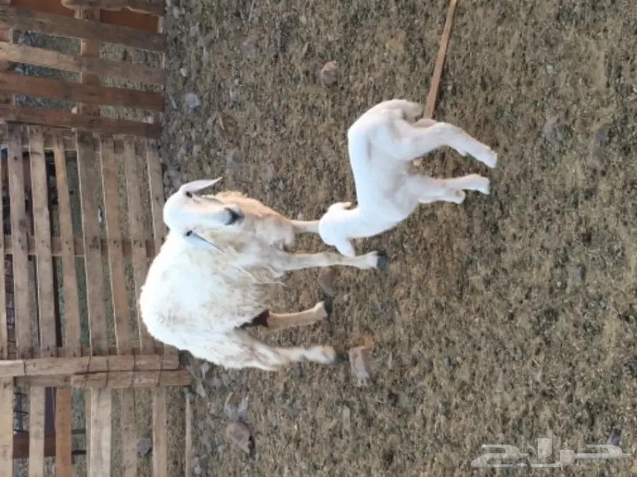 نعجة تحتها خروف عمره اسبوع  وسنها سدس  (image 4)