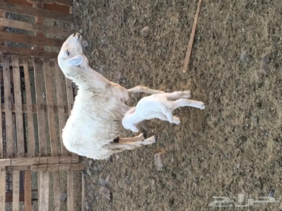 نعجة تحتها خروف عمره اسبوع  وسنها سدس  (image 5)