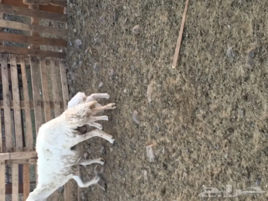 نعجة تحتها خروف عمره اسبوع  وسنها سدس  (image 6)