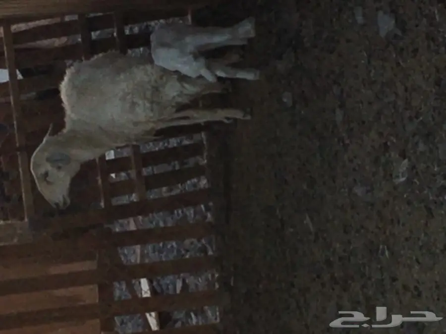 نعجة تحتها خروف عمره اسبوع  وسنها سدس  (image 7)