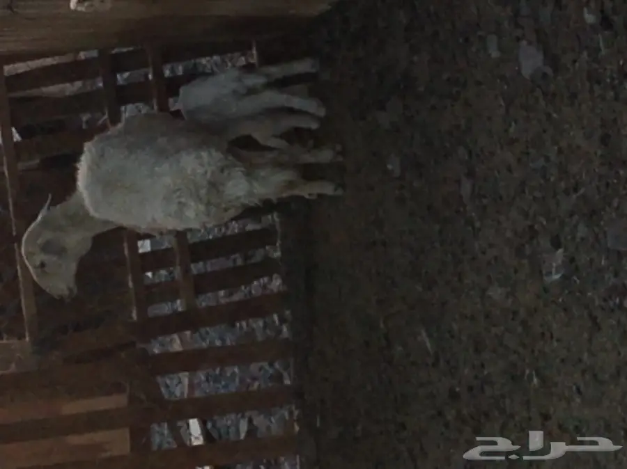 نعجة تحتها خروف عمره اسبوع  وسنها سدس  (image 8)