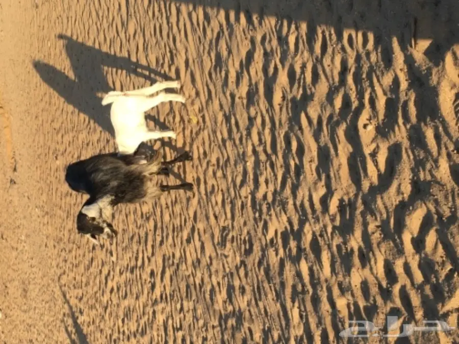 ماعز للبيع (image 1)