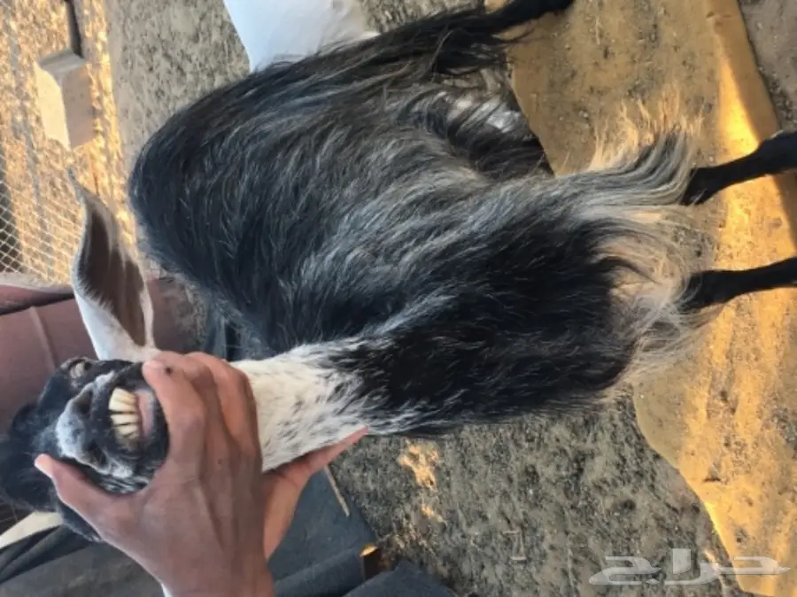 ماعز للبيع (image 2)