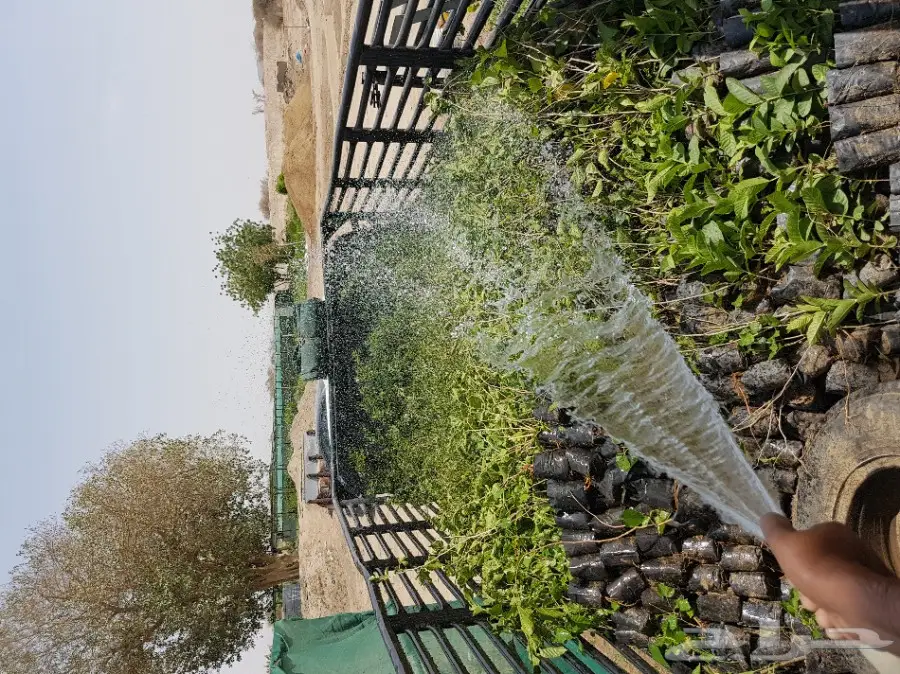 شتلات زراعية بإسعار تبدأ ب1.75 (image 68)