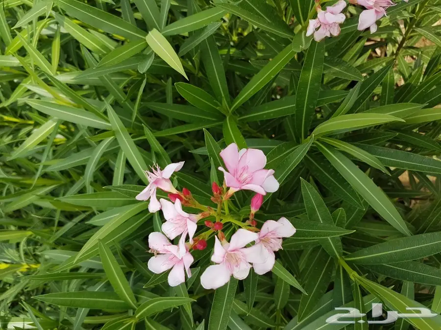 شتلات زراعية بإسعار تبدأ ب1.75 (image 69)