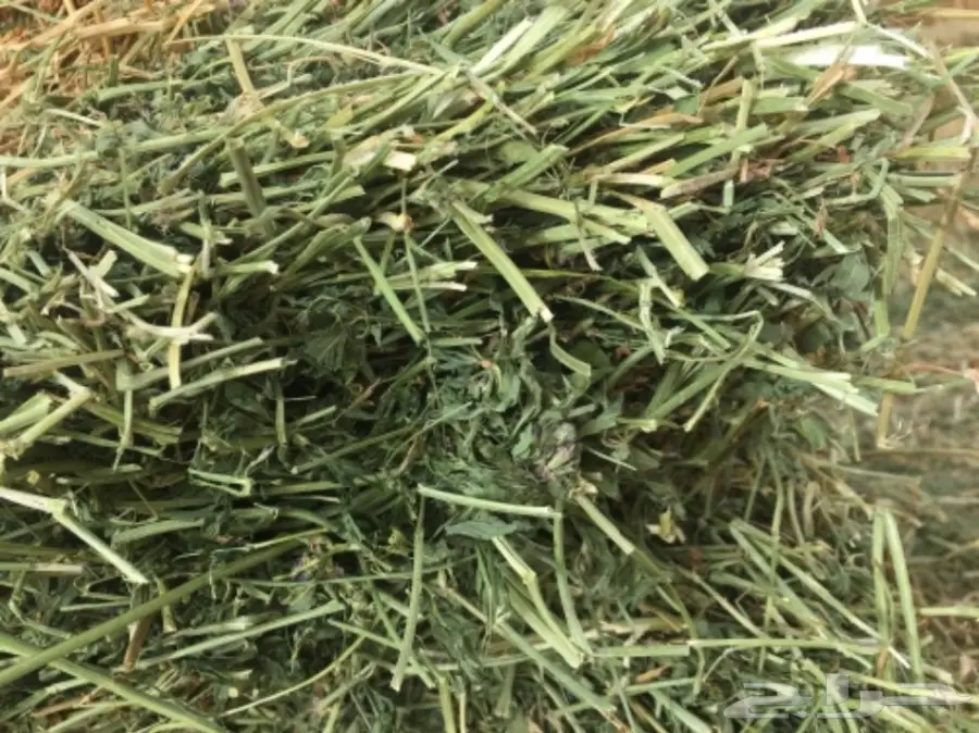 برسيم بسيطاء