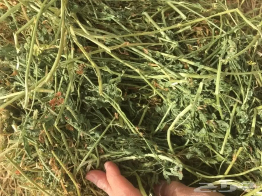 برسيم بسيطاء (image 2)