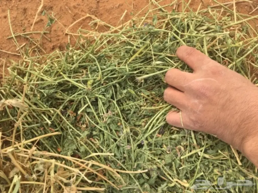 برسيم بسيطاء (image 4)