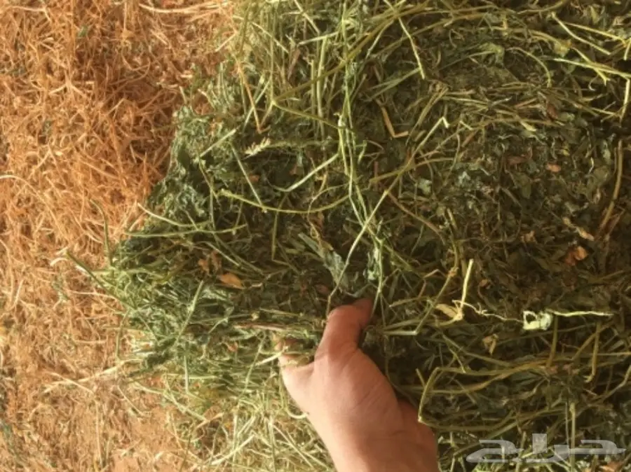 برسيم بسيطاء (image 6)