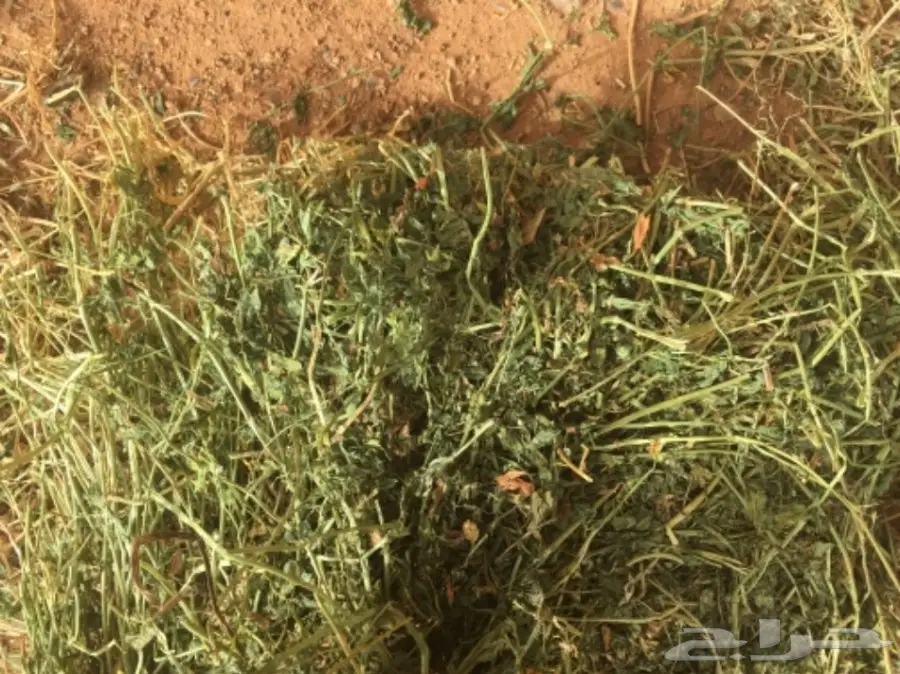 برسيم بسيطاء (image 7)