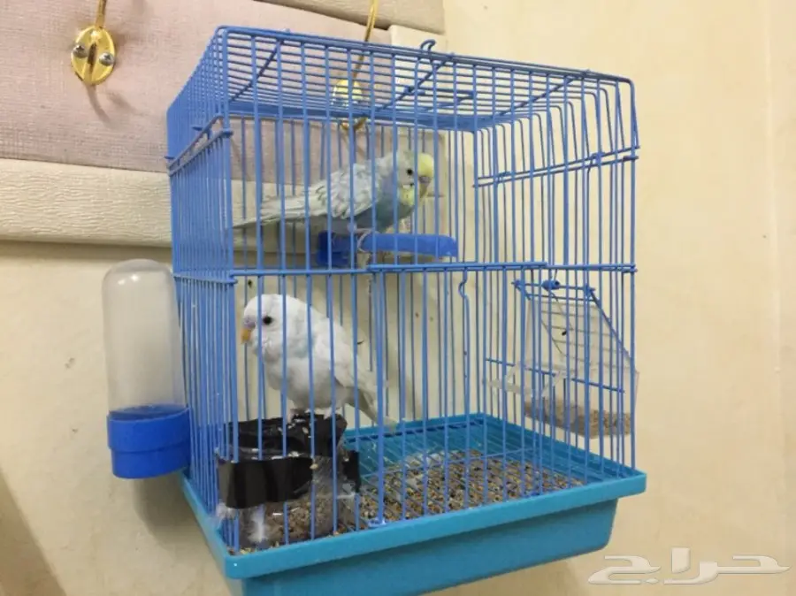 بادجي (image 1)