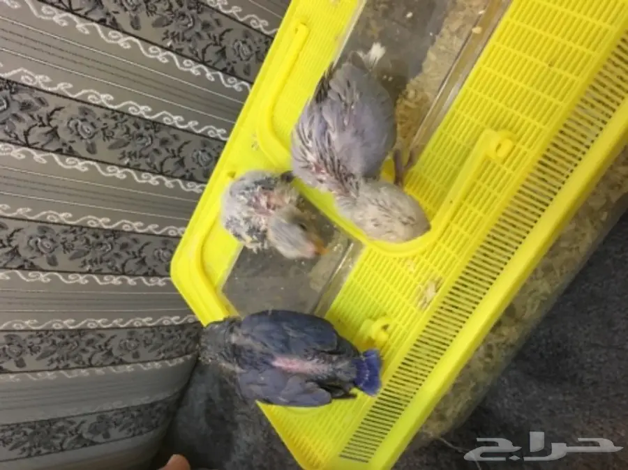 فروخ روز  (image 1)