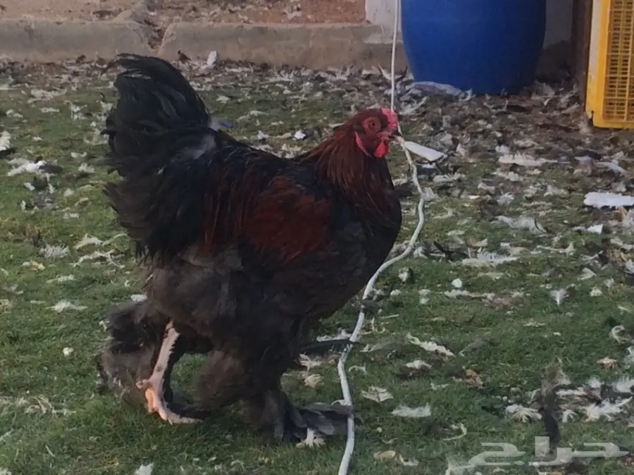 براهما الماني سلالة خوارج للبيع