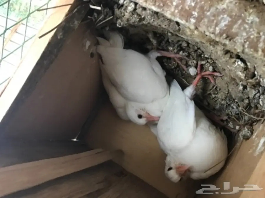 فروخ و زغاليل لاحم فرنسي 100 جوز 