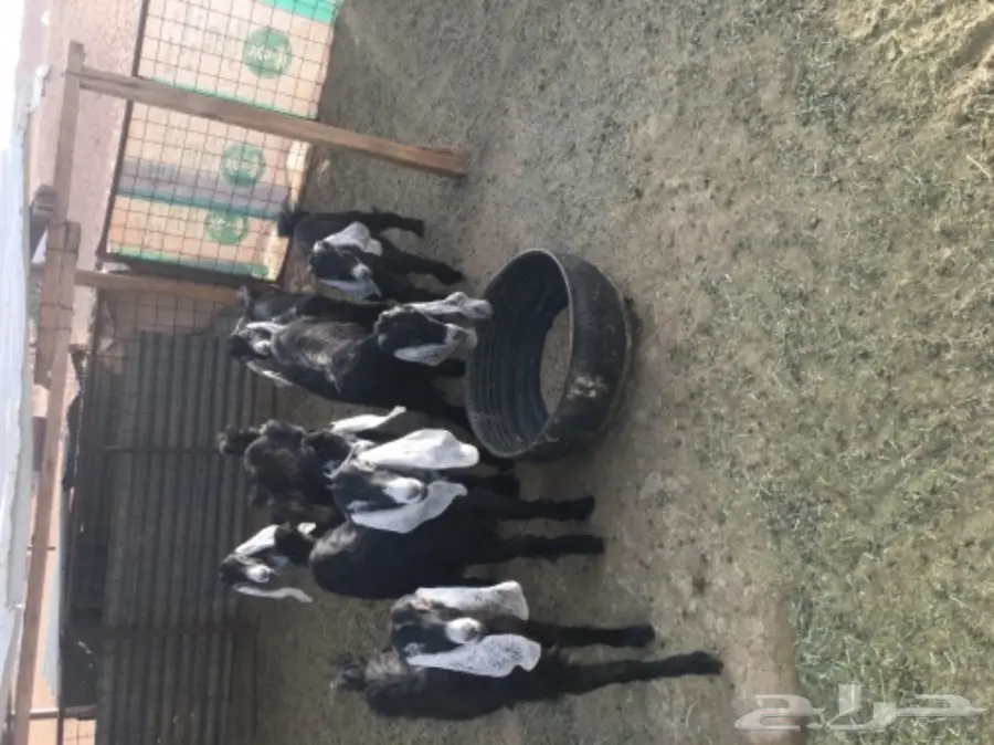 تيس وسبع عناق للبيع - فرصة رائعة!