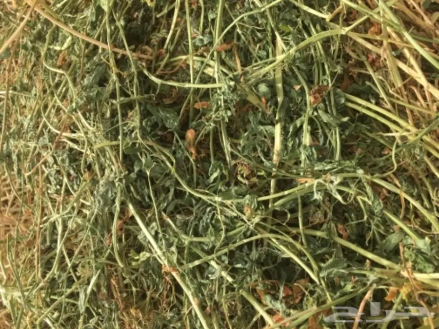 برسيم صيفي  (image 2)