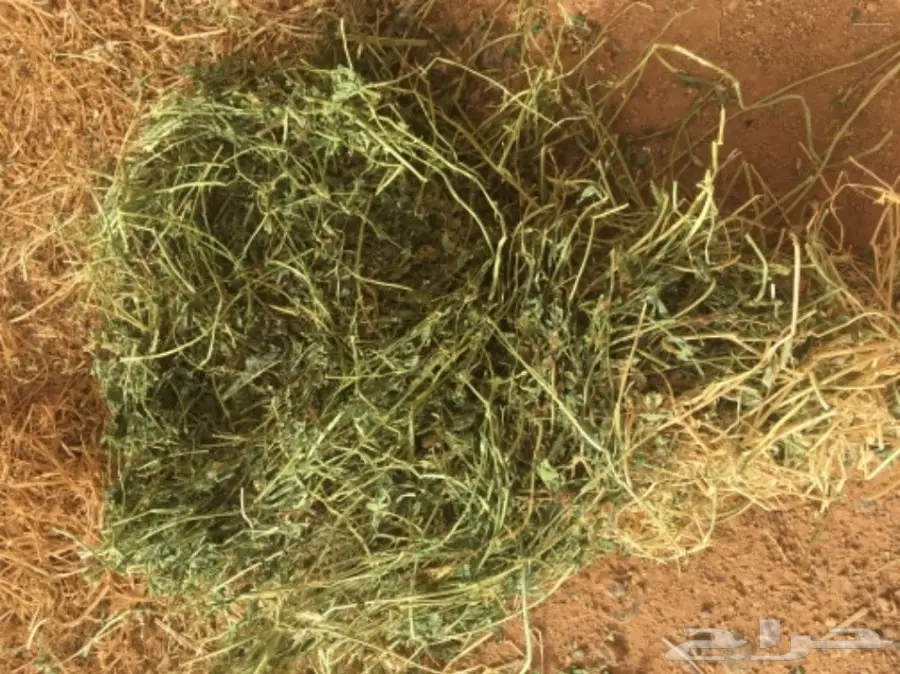 برسيم صيفي  (image 6)