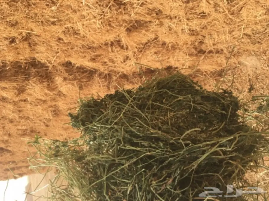 برسيم صيفي  (image 8)