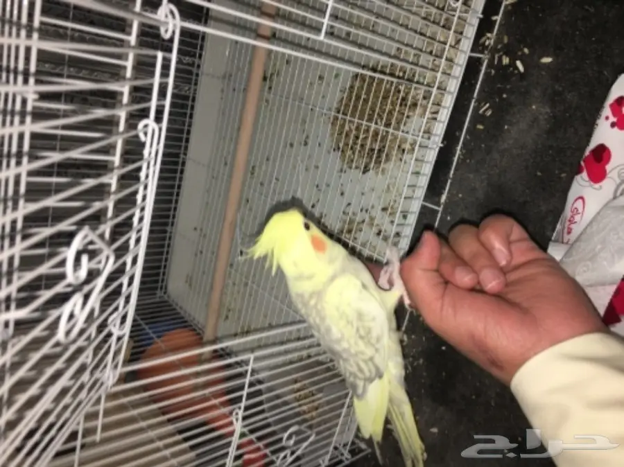 جوز كروان  (image 1)