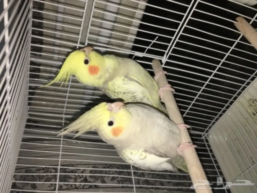 جوز كروان  (image 2)