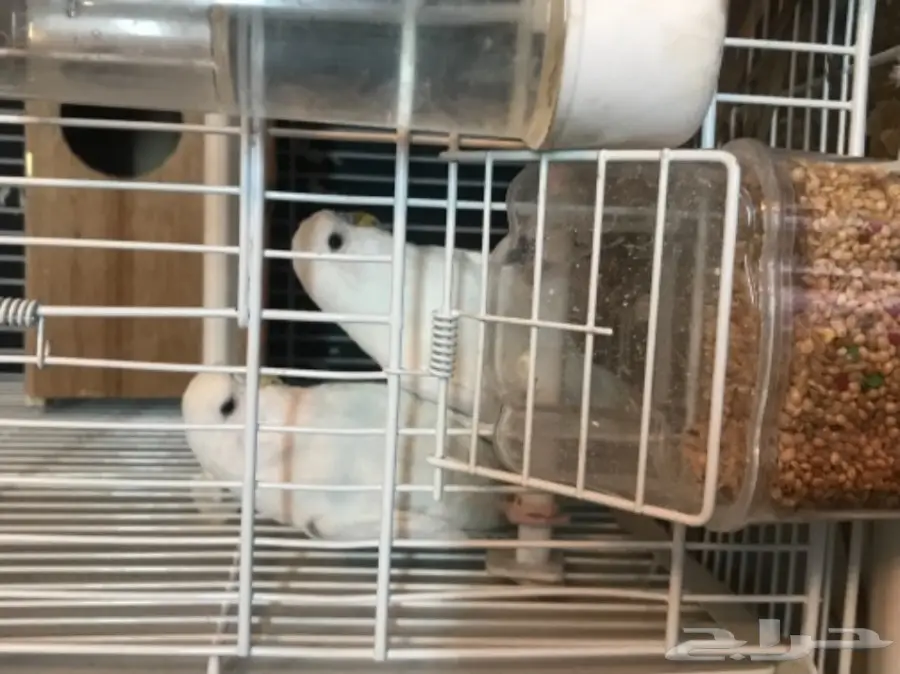 للبيع جوز منتج بادجي انجليزي دم هولندي ابيض