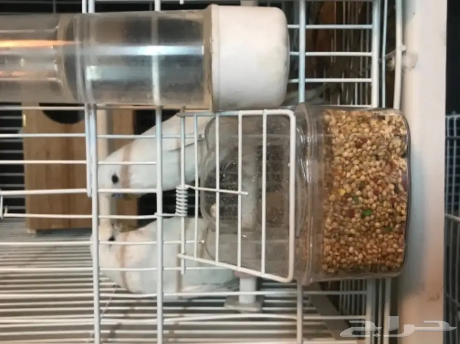 للبيع جوز منتج بادجي انجليزي دم هولندي ابيض (image 1)