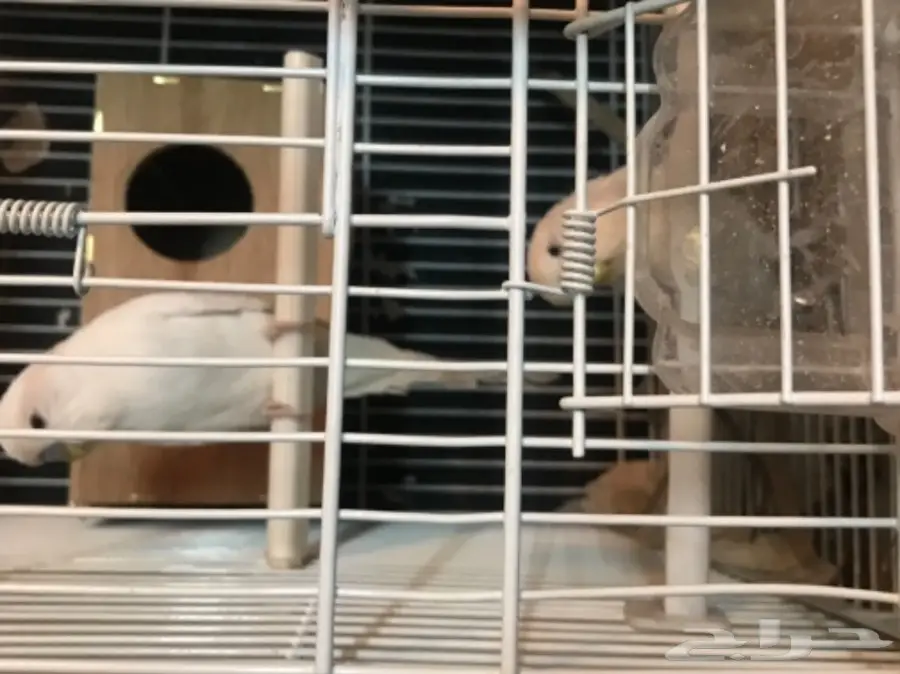 للبيع جوز منتج بادجي انجليزي دم هولندي ابيض (image 2)