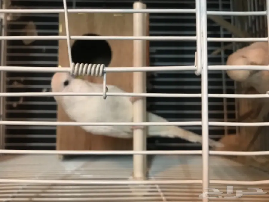 للبيع جوز منتج بادجي انجليزي دم هولندي ابيض (image 3)