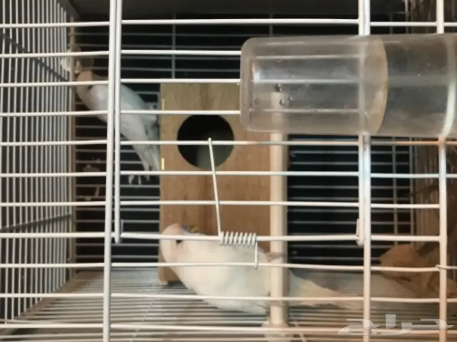 للبيع جوز منتج بادجي انجليزي دم هولندي ابيض (image 4)