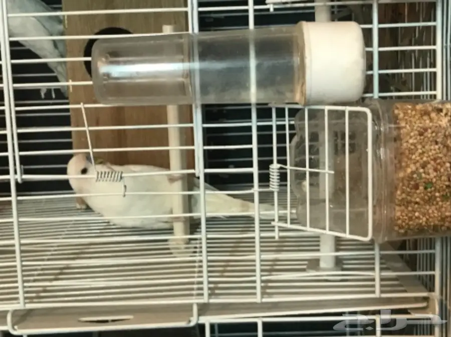 للبيع جوز منتج بادجي انجليزي دم هولندي ابيض (image 5)