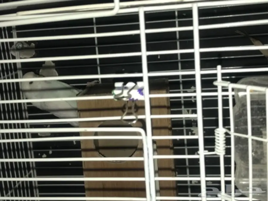 للبيع جوز منتج بادجي انجليزي دم هولندي ابيض (image 6)