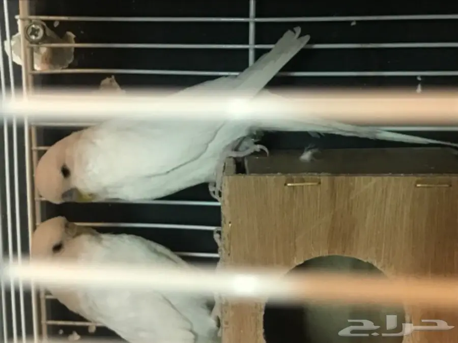 للبيع جوز منتج بادجي انجليزي دم هولندي ابيض (image 10)