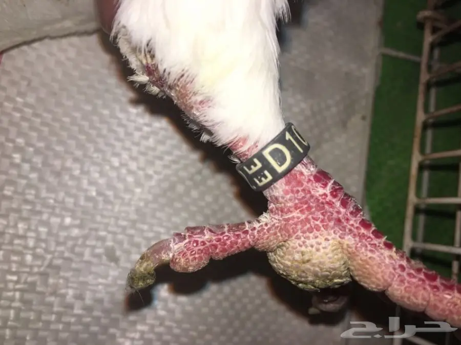 قطط كورية أمريكية أنثى – فرصة لا تُفوّت! (image 10)