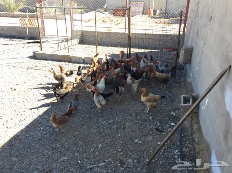 دجاج بياض أصيل - إنتاج ممتاز! (image 1)