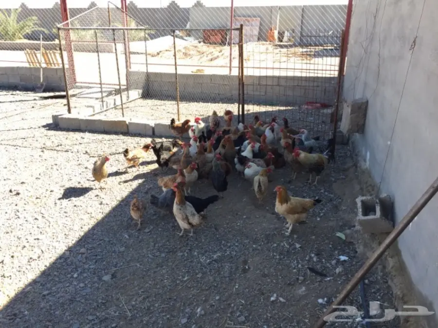 دجاج بياض أصيل - إنتاج ممتاز! (image 2)