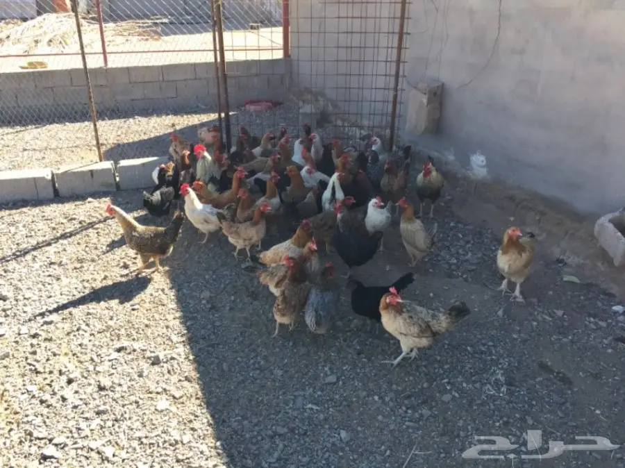 دجاج بياض أصيل - إنتاج ممتاز! (image 3)