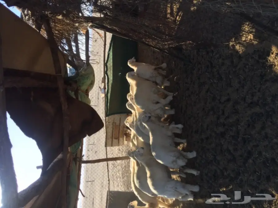 طليان رخال  (image 2)