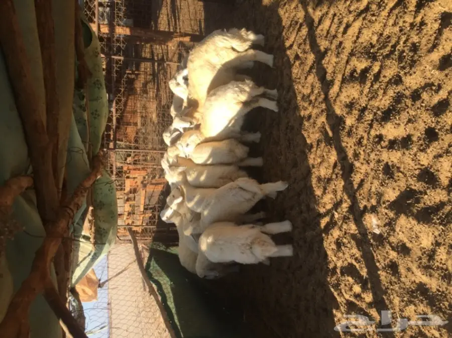 طليان رخال  (image 3)