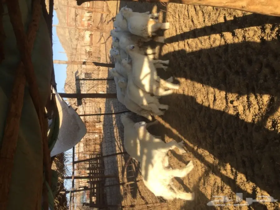 طليان رخال  (image 5)