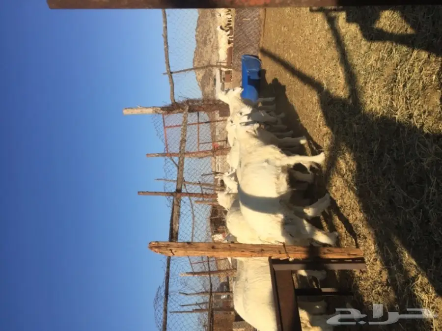 طليان رخال  (image 6)