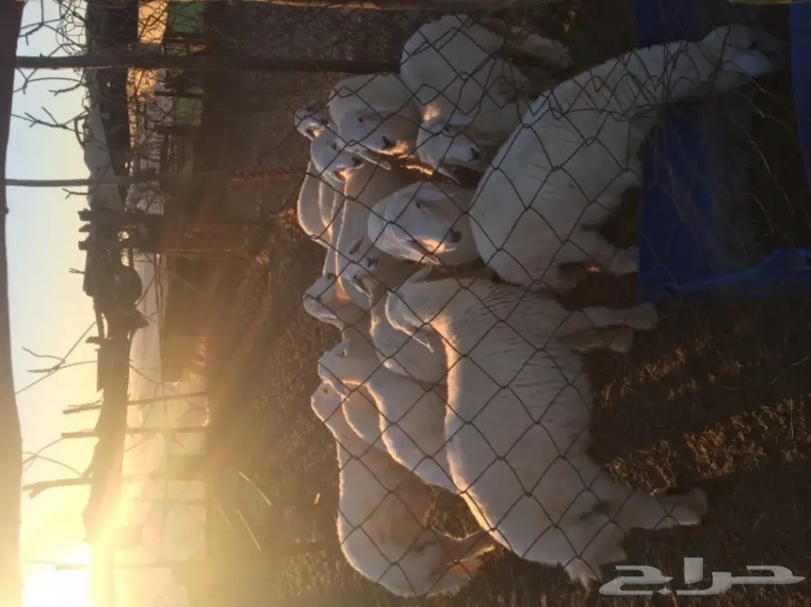 طليان رخال  (image 8)