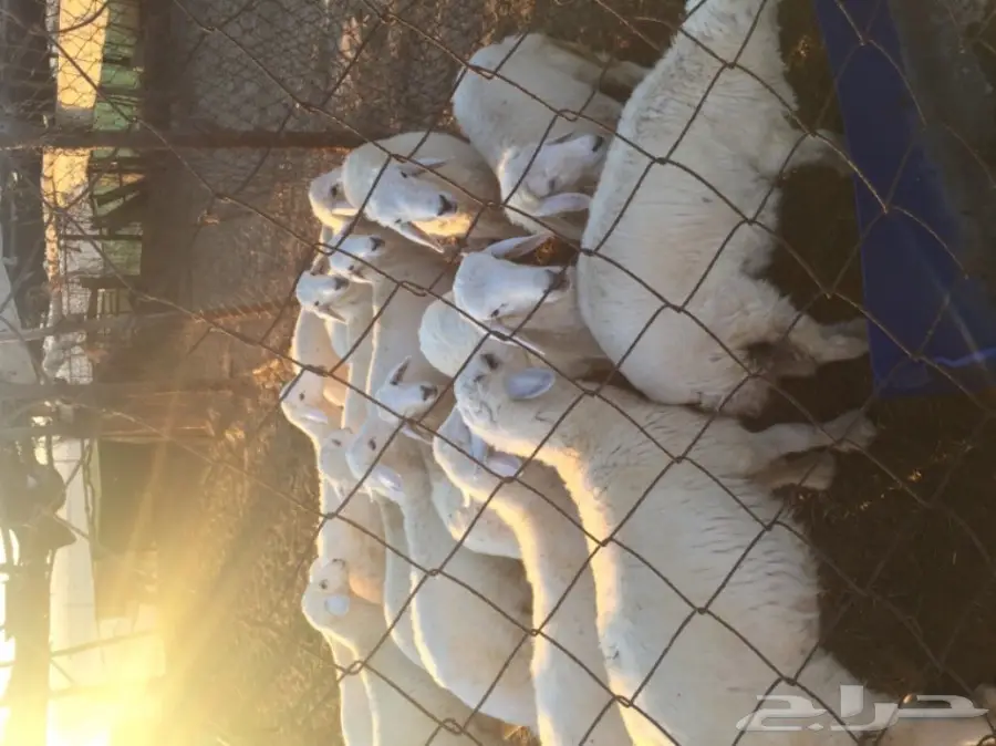 طليان رخال  (image 9)