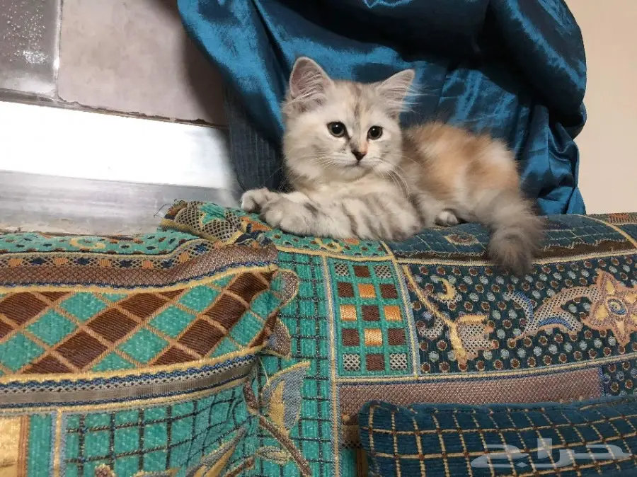 للبيع كيتين رخيصة (image 2)