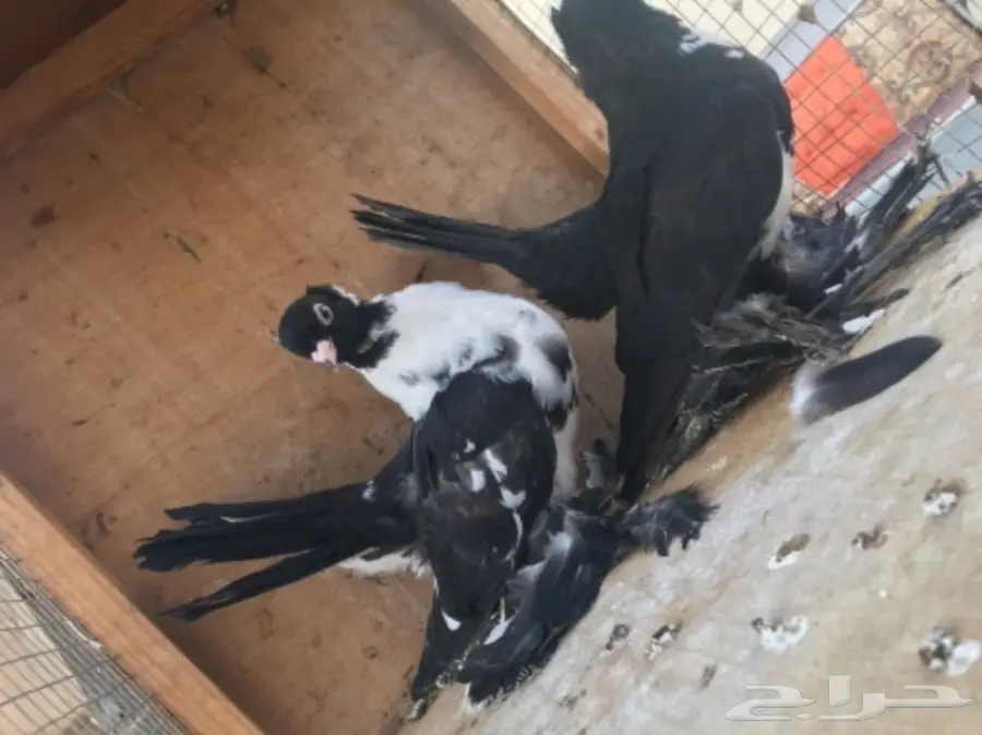 طبه كرنقو (image 1)