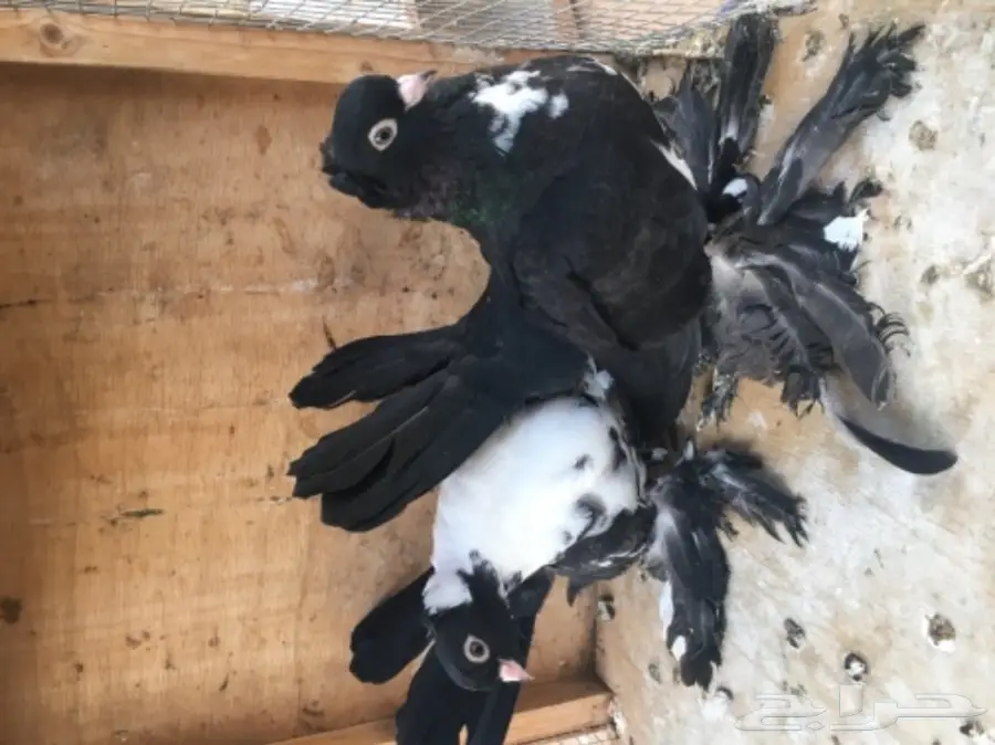 طبه كرنقو (image 2)