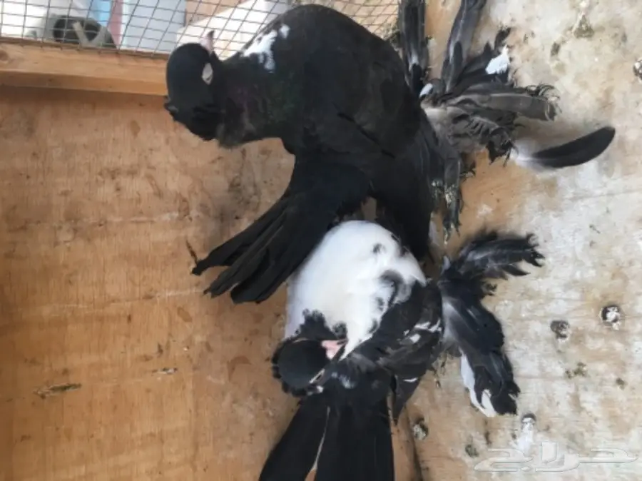 طبه كرنقو (image 3)