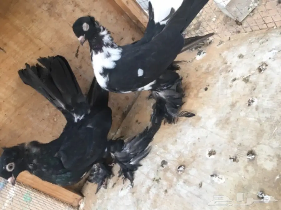 طبه كرنقو (image 4)