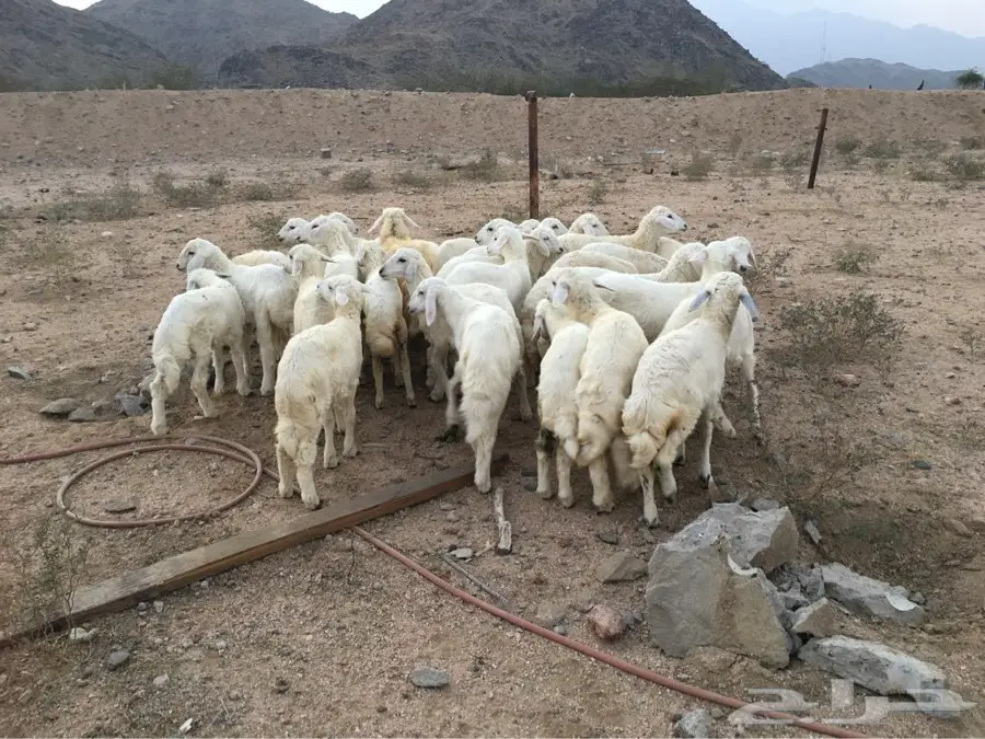 طليان حريه (image 4)